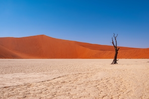 Мертвое Верблюжье колючее дерево посреди пустыни, песчаная дюна, пески в пустыне, пейзаж в пустыне