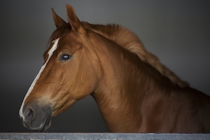 профиль коричневой лошади 