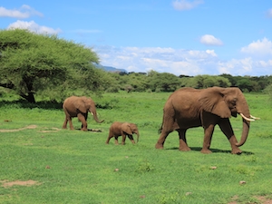 Семья слонов гуляет по зеленой траве 