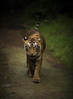 Один из бенгальских тигров, обитающий в национальном парке Рантамбор в Индии. 