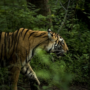 бенгальский тигр в зарослях, профиль