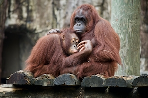 Мать и дитя гориллы 