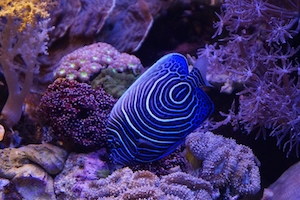 пестрая полосатая синяя рыбка у фиолетовых рифов 
