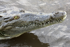 Крокодил в реке, крокодил в воде, крупный план