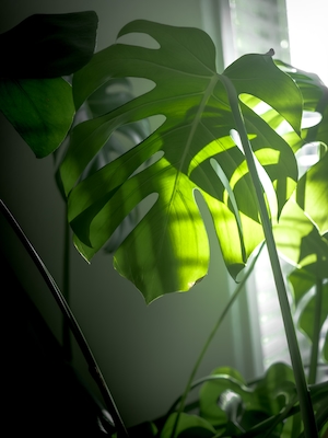 Свет, проникающий сквозь листья моего домашнего растения, Студийный снимок листа растения монстера
