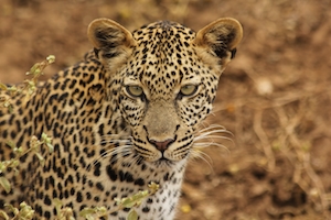 Леопард крупным планом. при дневном свете, коричневый фон