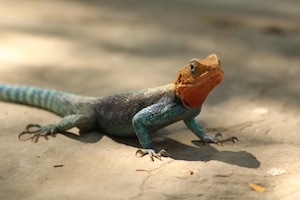 разноцветная рептилия на песке, крупный план 