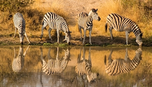 зебры на водопое 
