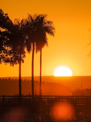 Закат, силуэт пальм на оранжевом фоне 