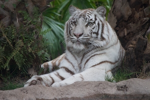 Белый тигр, портрет тигра, крупный план 