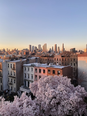 Цветущая сакура весной с видом на горизонт Нью-Йорка.