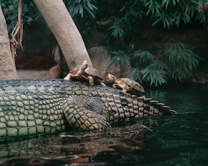 хвост крокодила, уходящий в воду 