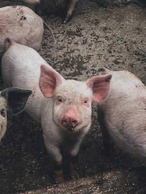 Свинья в свинарнике смотрит в кадр 