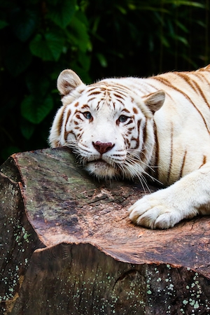 белый голубоглазый тигр лежит на бревне, крупный план 