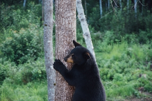 черный медведь забирается на дерево 