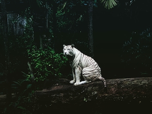 белый тигр сидит на бревне 