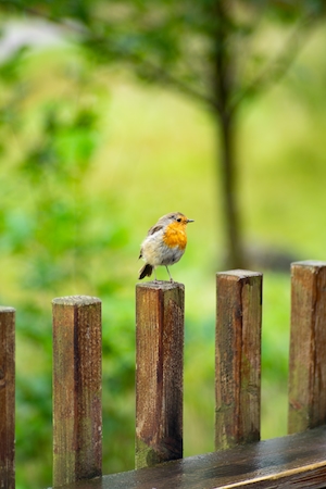 птичка с желтым фартуком сидит на заборе 