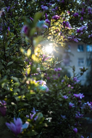 Луч солнца на цветке магнолии