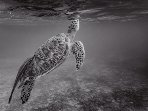 черепаха в океане, монохромный снимок 