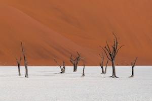 Древние деревья в Дедвлее, песчаная дюна, пески в пустыне, пейзаж в пустыне, сухие деревья 