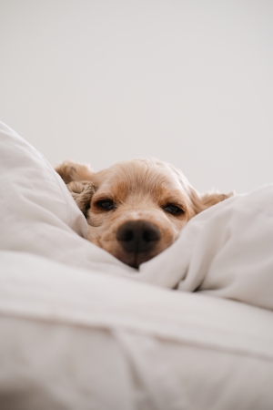 Собака в постели