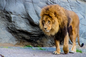 Лев, гуляет по скале 