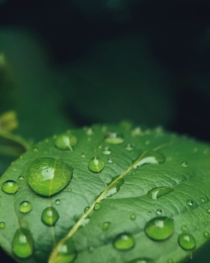 Капли весеннего дождя на листе