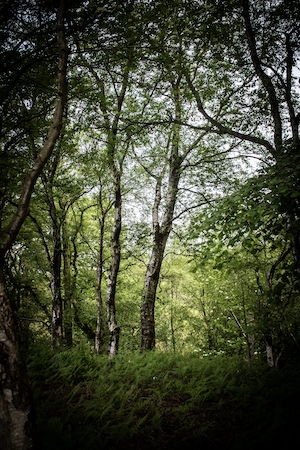 Леса, зеленый лес изнутри, стволы деревьев, мох