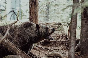 бурый медведь ревет в лесу 