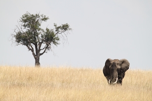 слон идет по полю на фоне одиноко стоящего дерева 