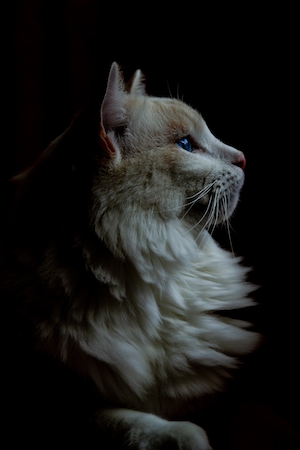 кот с голубыми глазами в темноте 
