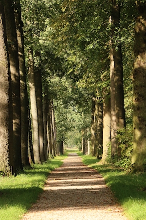 Лесистая аллея рядом с замком Де Хаар за пределами Амстердама, Нидерланды, дорога сквозь аллею деревьев 