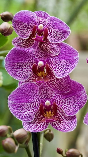 Прекрасная орхидея