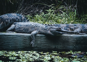 группа крокодилов лежит на деревянном плоту 
