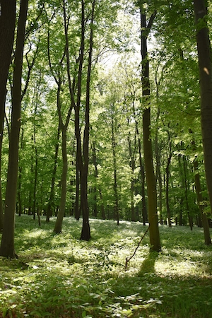зеленый лес изнутри, стволы деревьев, мох, сосны, высокая зеленая трава 