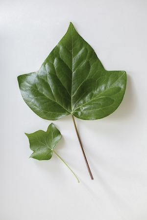 Текстура зеленого листа, фото зеленого растения крупным планом, зеленый лист 