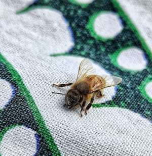 маленькая пчела сидит на полотенце, макрофотография 