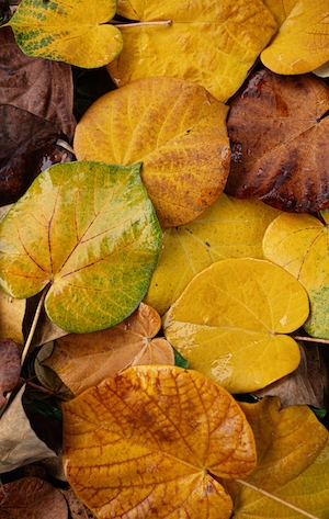 Осенняя листва, разноцветные листья 