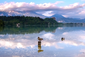 Утки расслабляются. Горное озеро, отражение неба и гор в воде, лес у озера и гор