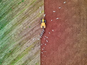 Трактор, поле и птицы