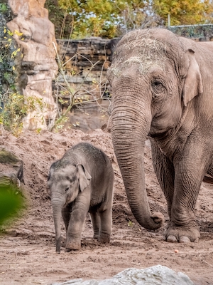 слон и слоненок гуляют по парку 