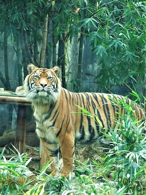 Тигр в кустах, смотрит в кадр 