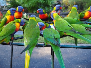Попугаи с зелеными крыльями, крупный план