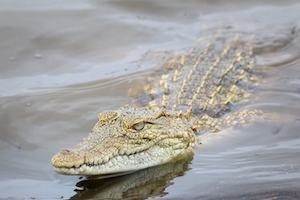 Крокодил в воде, смотрит в кадр 