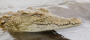Малыш-крокодил понял голову над водой, крупный план 