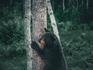черный медведь взбирается на дерево 
