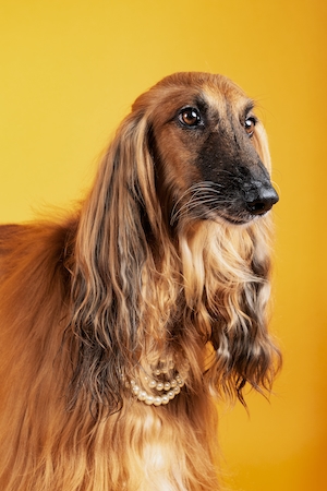 Собака Афгано на желтом фоне 