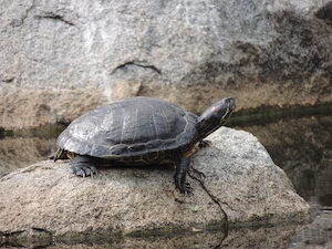 черепаха на камне в окружении воды 