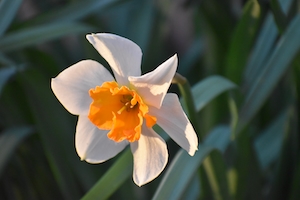 Нарцисс весной в сумерках, крупный план 