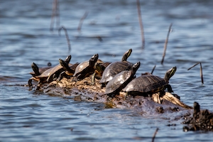 Черепахи на бревне в озере Онеал в Национальном заповеднике дикой природы Хэтчи.
